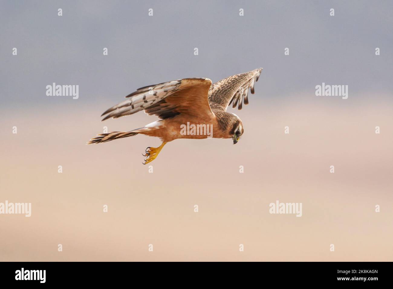 Une première année civile, la femme Montagu's harrier (Circus pygargus) planant, chassant sur un champ en automne, la Janda, Espagne. Banque D'Images Une première année civile, la femme Montagu's harrier (Circus pygargus) planant, chassant sur un champ en automne, la Janda, Espagne. Banque D'Images