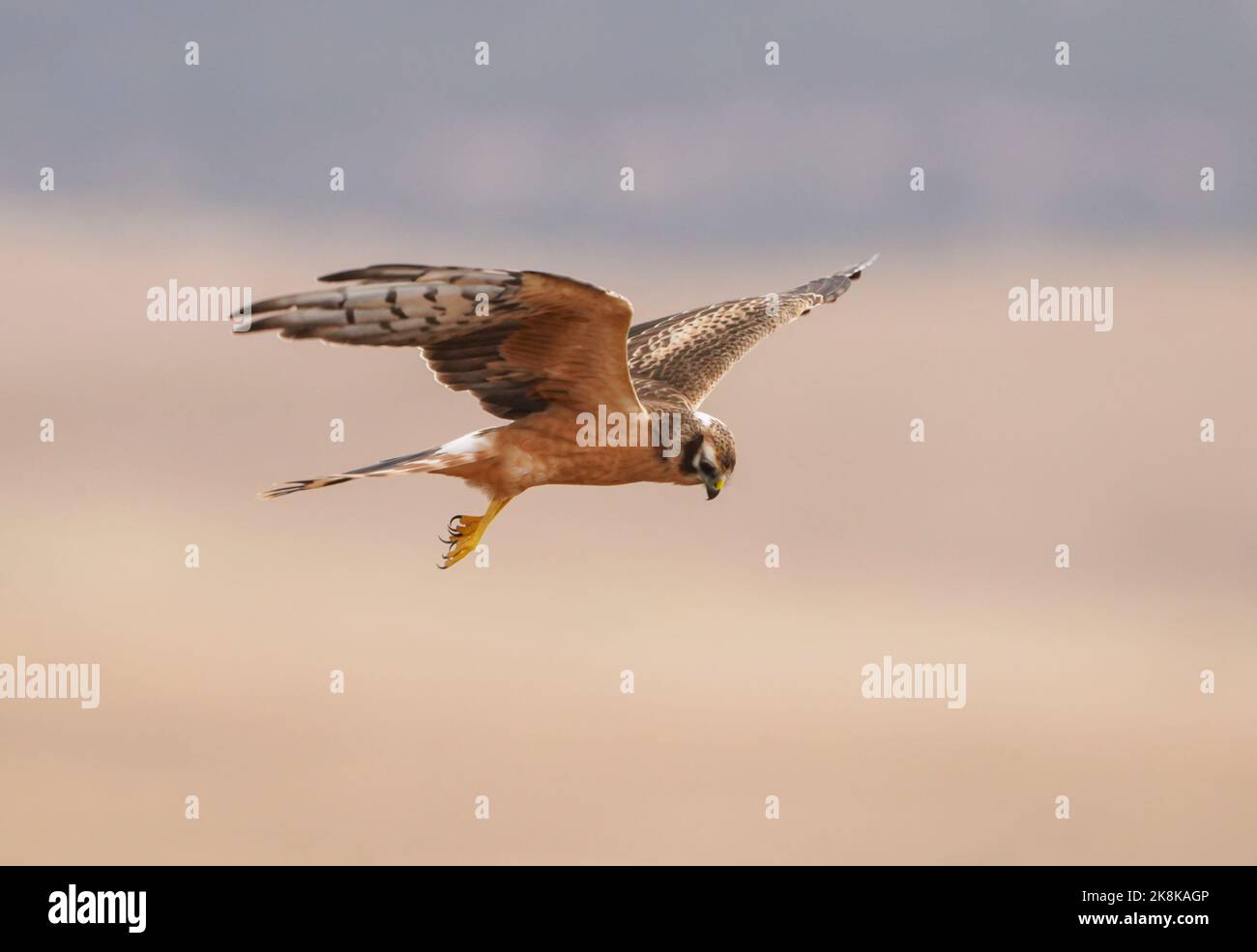 Une première année civile, la femme Montagu's harrier (Circus pygargus) planant, chassant sur un champ en automne, la Janda, Espagne. Banque D'Images Une première année civile, la femme Montagu's harrier (Circus pygargus) planant, chassant sur un champ en automne, la Janda, Espagne. Banque D'Images