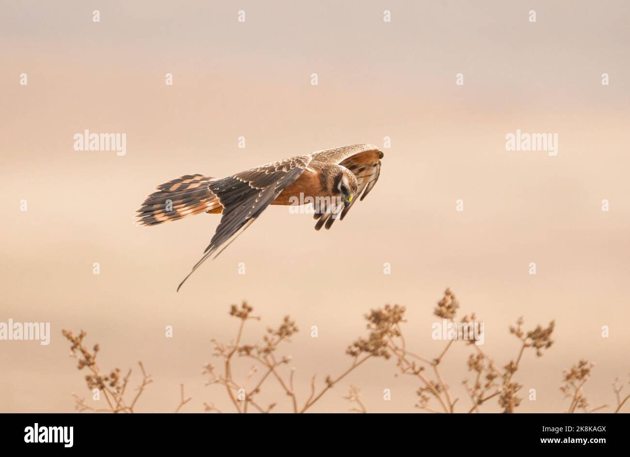 Une première année civile, la femme Montagu's harrier (Circus pygargus) planant, chassant sur un champ en automne, la Janda, Espagne. Banque D'Images Une première année civile, la femme Montagu's harrier (Circus pygargus) planant, chassant sur un champ en automne, la Janda, Espagne. Banque D'Images