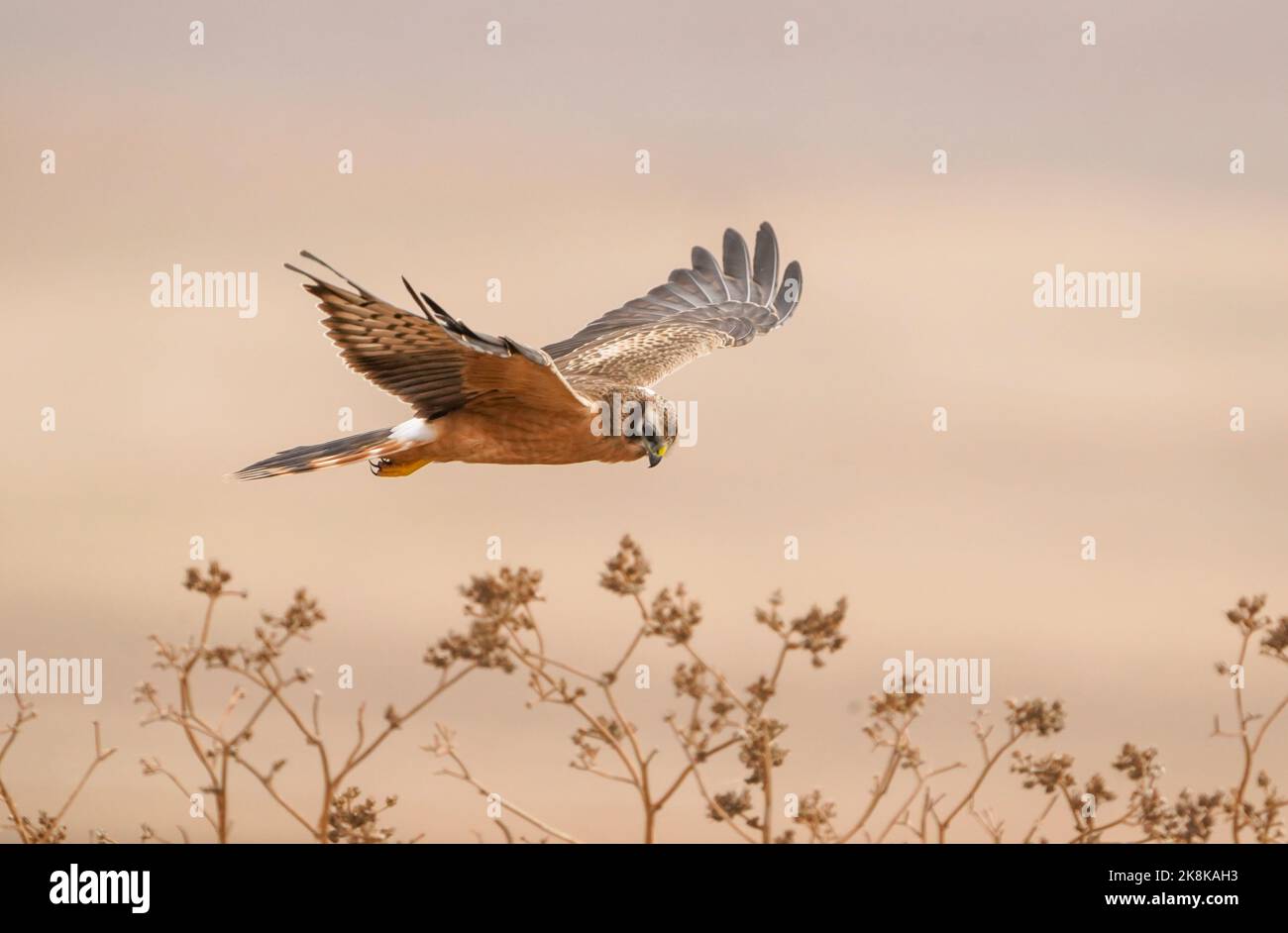 Une première année civile, la femme Montagu's harrier (Circus pygargus) planant, chassant sur un champ en automne, la Janda, Espagne. Banque D'Images Une première année civile, la femme Montagu's harrier (Circus pygargus) planant, chassant sur un champ en automne, la Janda, Espagne. Banque D'Images