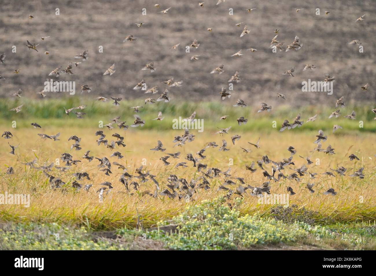 Troupeau de corneilles espagnoles, Passer hispaniolensis, fourrager sur les rizières de la réserve espagnole de la janda, Cadix, Espagne. Banque D'Images