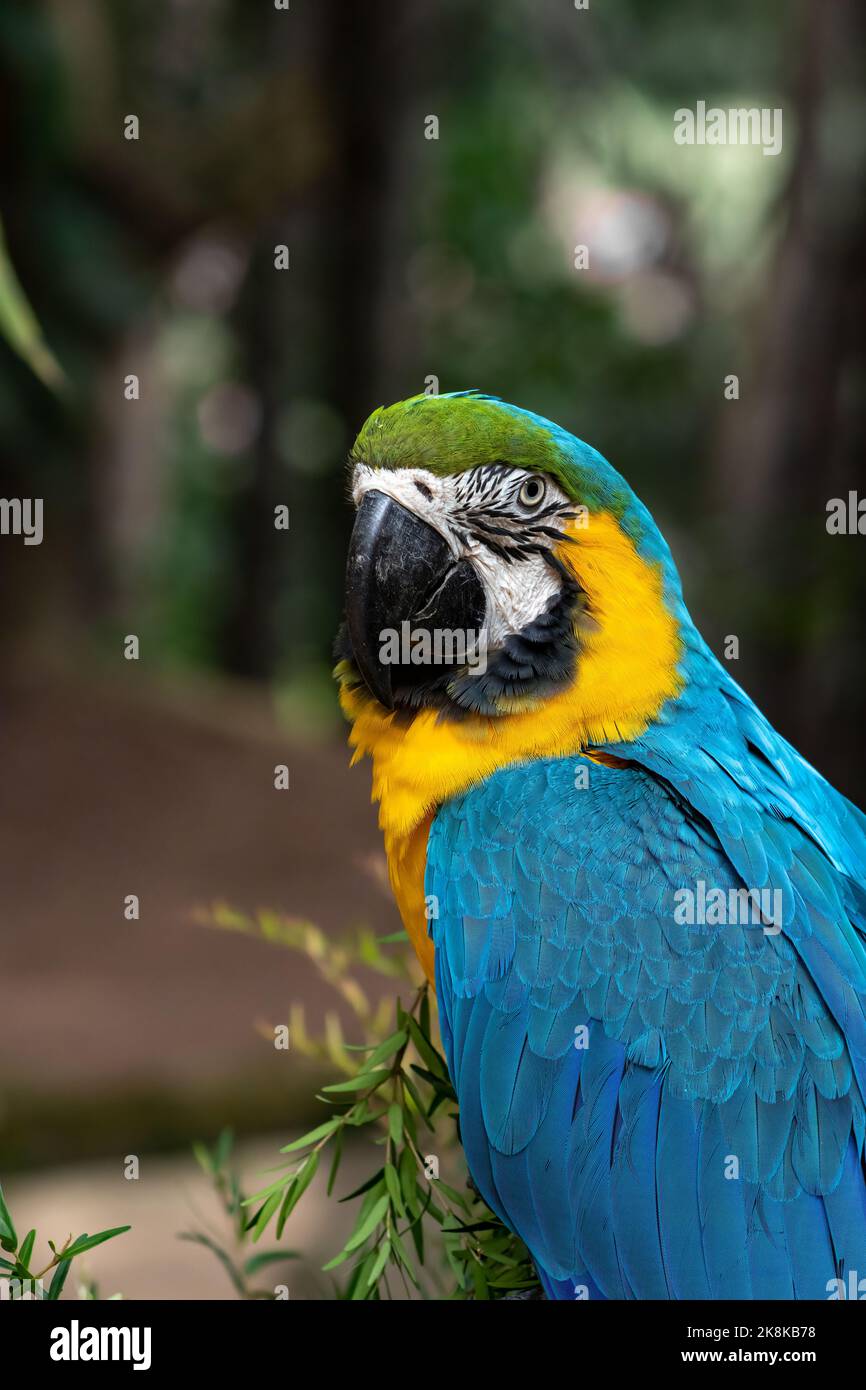 Canindé macaw, un oiseau très célèbre dans les chansons indigènes Banque D'Images