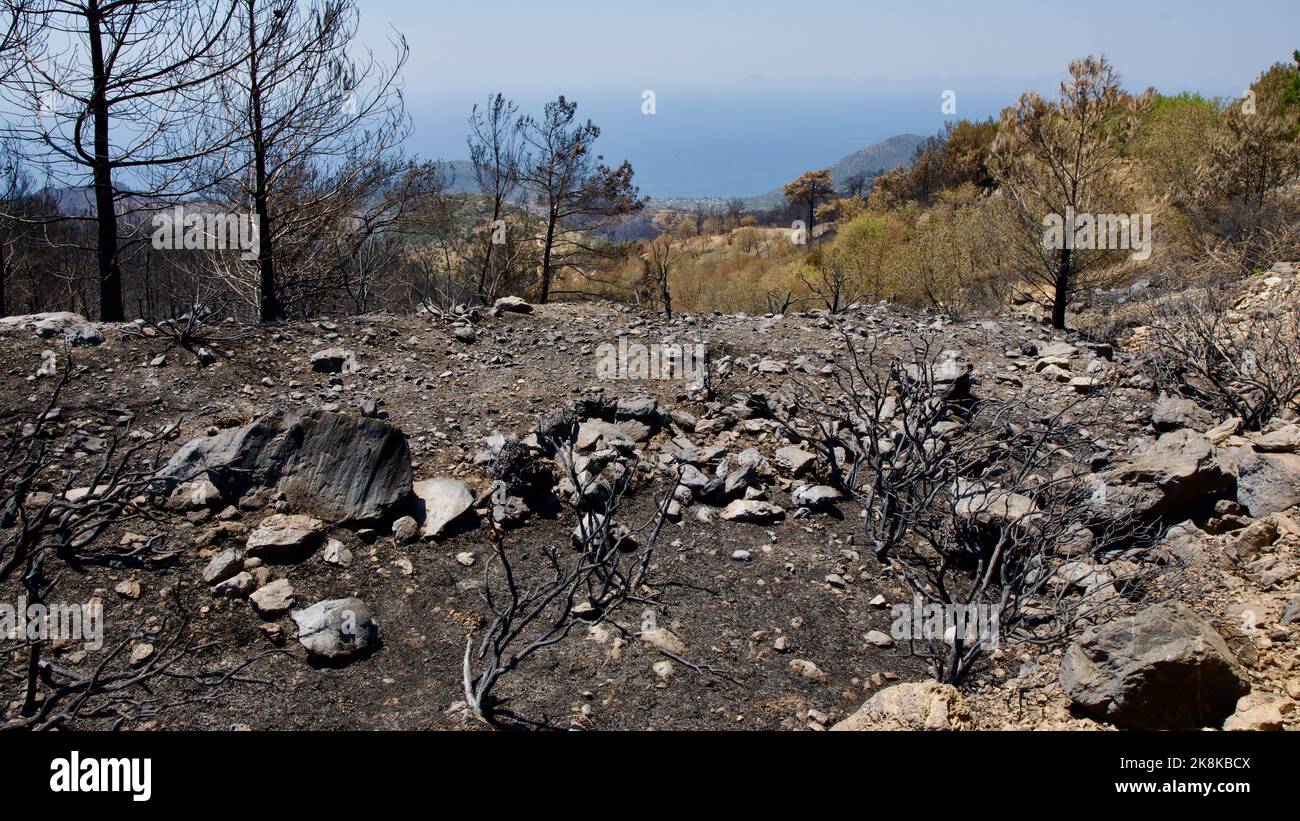 Végétation et arbres qui se sont transformés en cendres après le feu de forêt à Mugla, Datca (Muğla, Datça) en 2022. Forêt détruite par un incendie. Banque D'Images