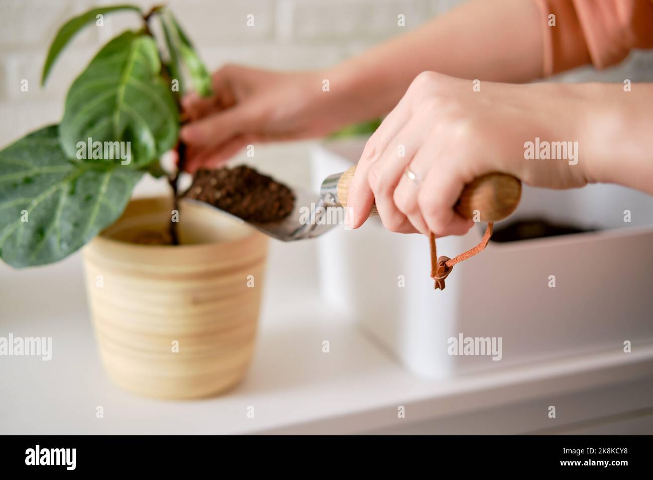 Une femme fleuriste verse le sol pour planter des plantes ficus lyrata bambino dans un pot de fleurs. Plantation d'une maison, fond de mur de brique blanche Banque D'Images