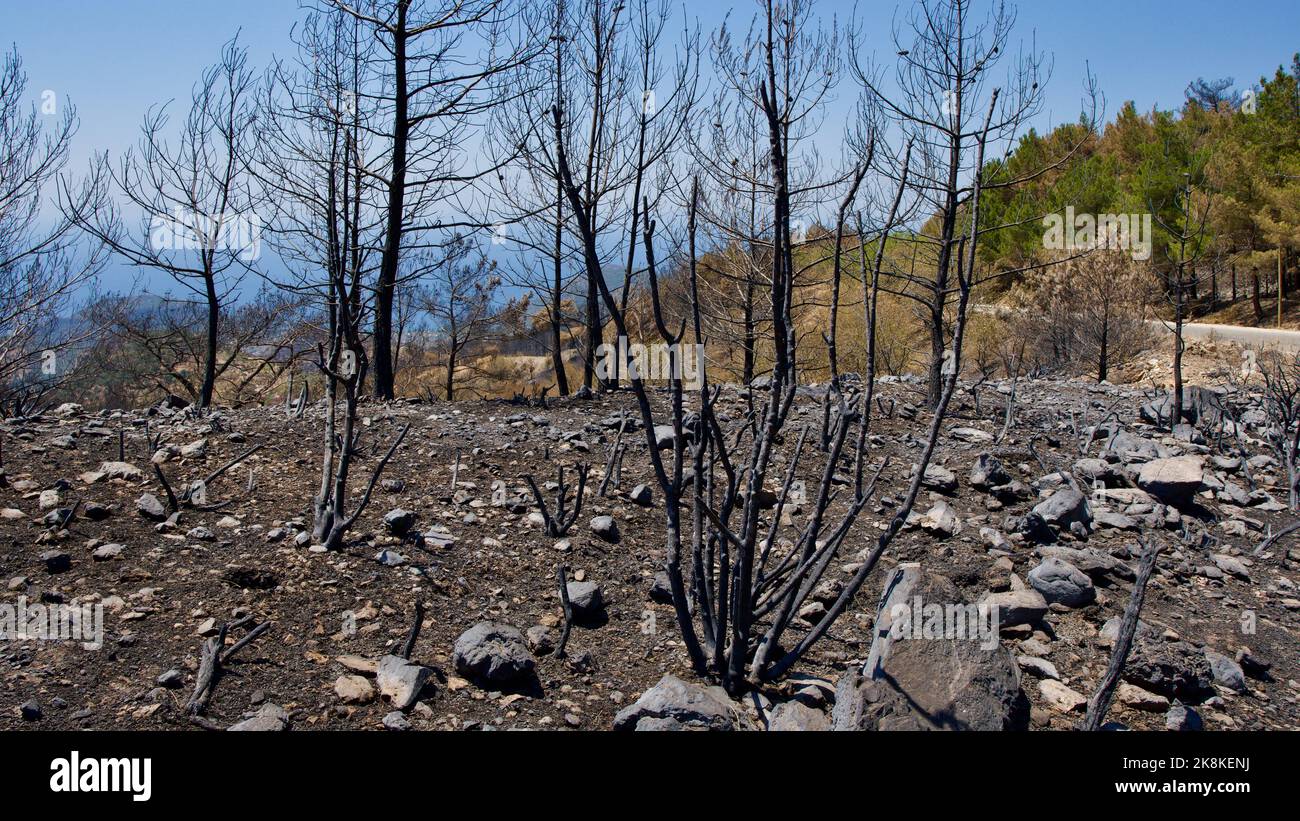 Végétation et arbres qui se sont transformés en cendres après le feu de forêt à Mugla, Datca (Muğla, Datça) en 2022. Forêt détruite par un incendie. Banque D'Images