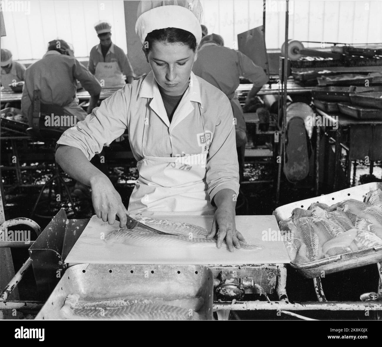 Hammerfest septembre 1967. L'usine de transformation du poisson Findus est l'une des sociétés de base de la ville. Au rayon des filets, 140 femmes travaillent. La moitié d'entre eux sont des immigrants finlandais. Les filets sont placés sur des panneaux de verre lumineux qui facilitent le contrôle. Photo: Sverre A. Børretzen / actuel / NTB Banque D'Images