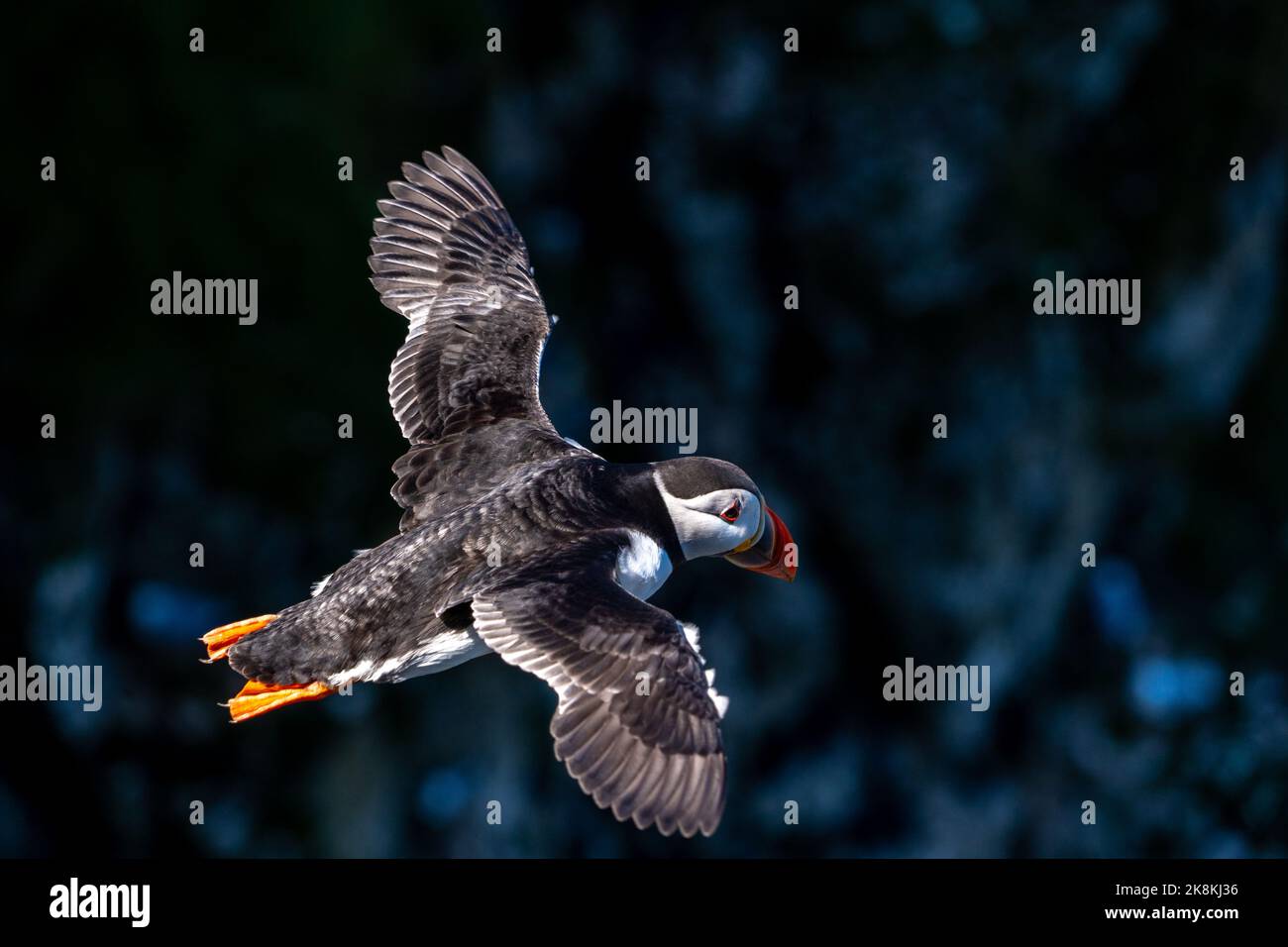 Portrait unique Puffin volant et glissant sur une falaise sur la côte britannique escarpée vue portrait de bas niveau montrant des plumes noires et blanches et Banque D'Images