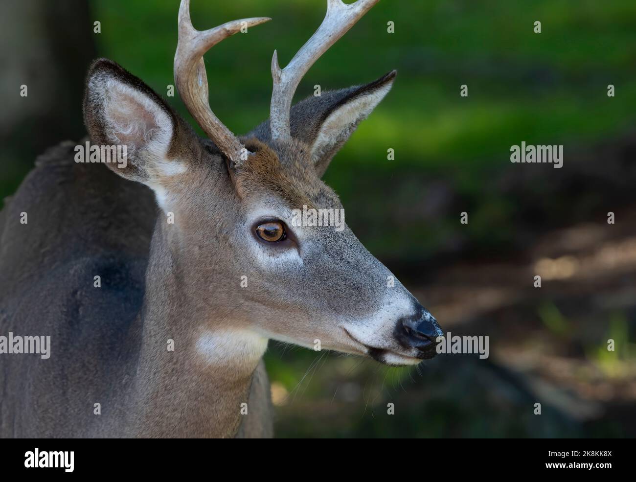 Un jeune buck de cerf de Virginie se ferme dans la prairie pendant la rut d'automne au Canada Banque D'Images