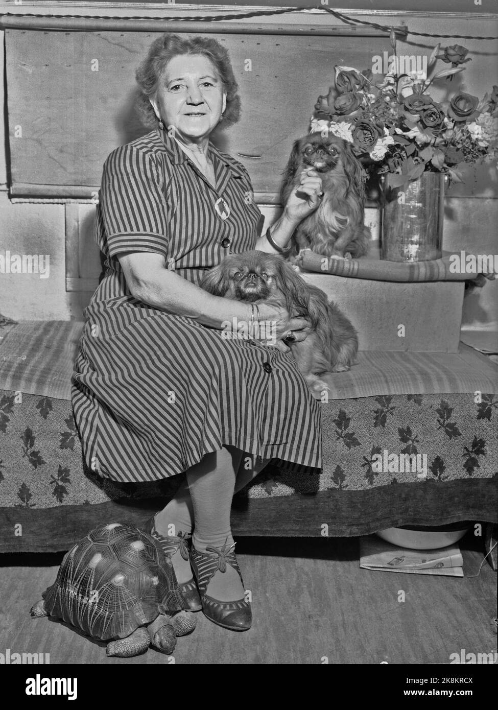 Oslo 19490928 Mme Anna Leonardi de Circus Empress avec ses chiens et une bonne tortue adulte. Photo: NIC. / NTB SPBEKEIL Banque D'Images