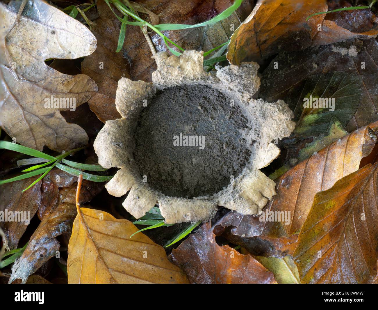 Restes de champignon Earthstar dans la forêt, Royaume-Uni, Geastrum. Banque D'Images