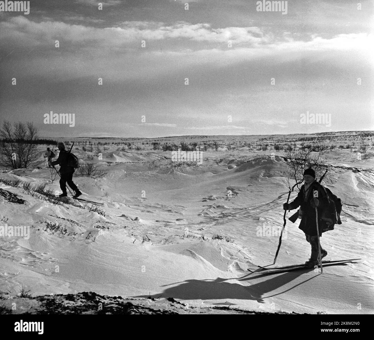 Finnmark à l'hiver 1949. Chasse au loup sur Finnmarksvidda. Le Ministère de l'agriculture a alloué de l'argent à la chasse aux loups à Finnmark après que de grandes troupeaux de rennes aient été endommagés par des loups. L'action a fait appel à des chasseurs locaux et loués, ainsi qu'à des vols et à des wagons de ceinture. Ici, les chasseurs sâmes sur leur chemin pour le ski de Finnmarskvidda, et avec des rods faits maison. Motlight. Photo: Sverre A. Børretzen / actuel / NTB Banque D'Images