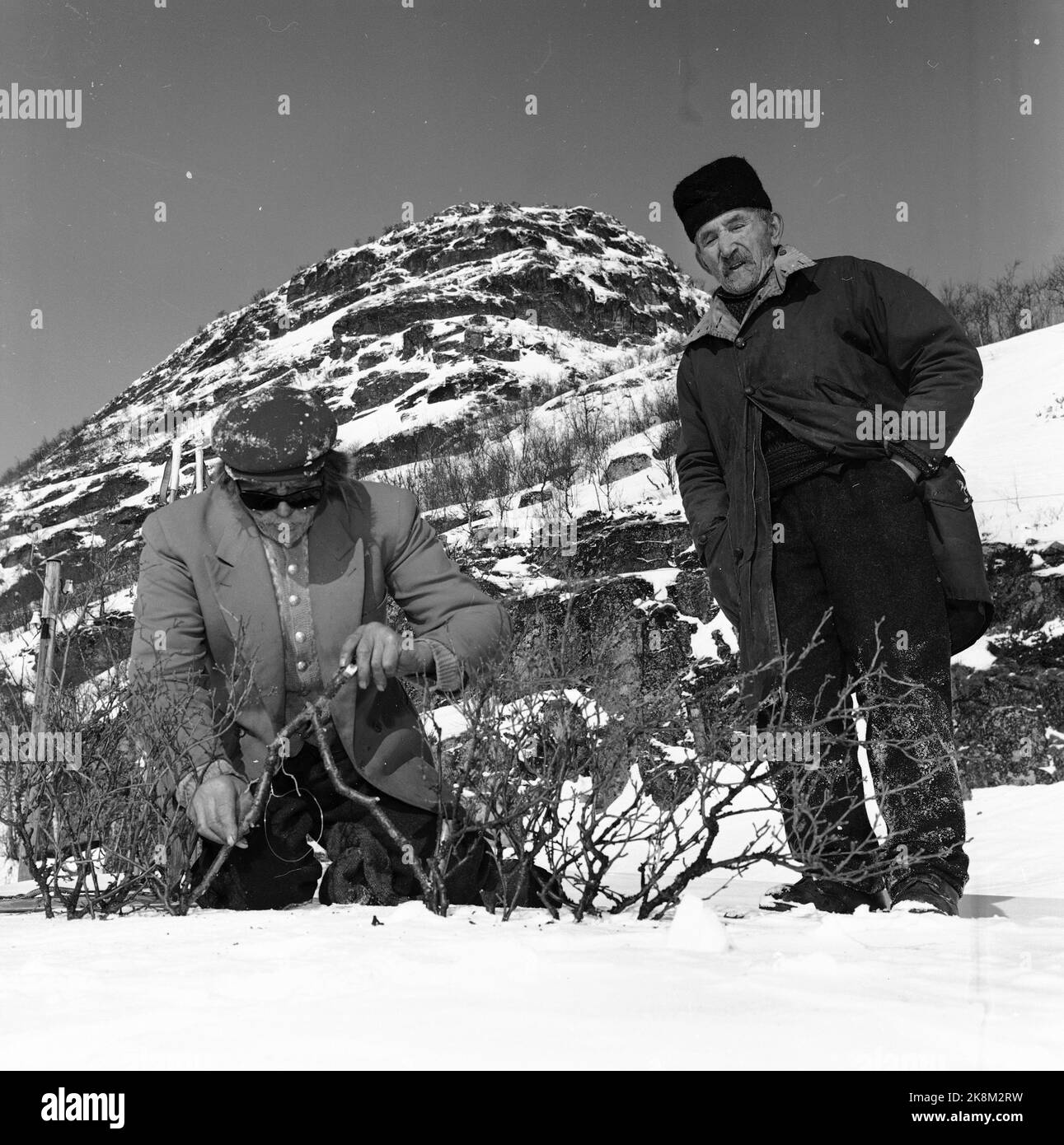 Argehovd au nord de Møsvatn, Hardangervidda. Mars 1966. Åsmund Løvås (84) vit et dirige la ferme Argehovd loin dans Hardangervidda avec ses deux fils. La chasse et le piégeage font partie de leur vie quotidienne. Ici Åsmund (th) avec le voisin Jon mogen comme ils ont mis un piège/snare pour le tétras. Photo: Aage Storløkken / actuel / NTB Banque D'Images