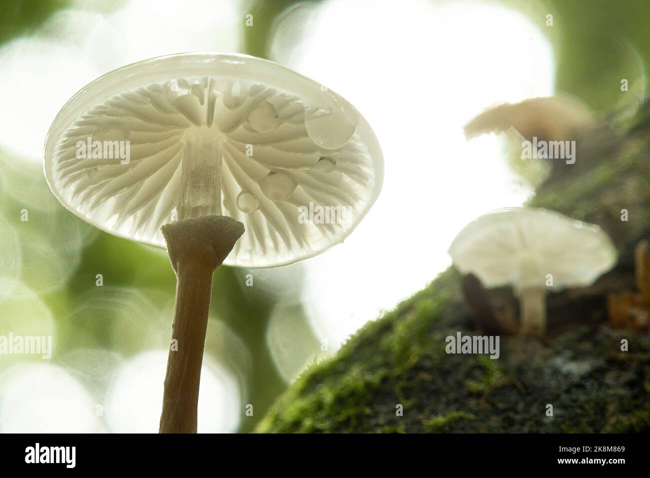 Champignon de la porcelaine (Oudemansiella mucida), qui pousse sur le tronc d'un hêtre en octobre ou en automne, Angleterre, Royaume-Uni. Vue du dessous et des branchies. Banque D'Images