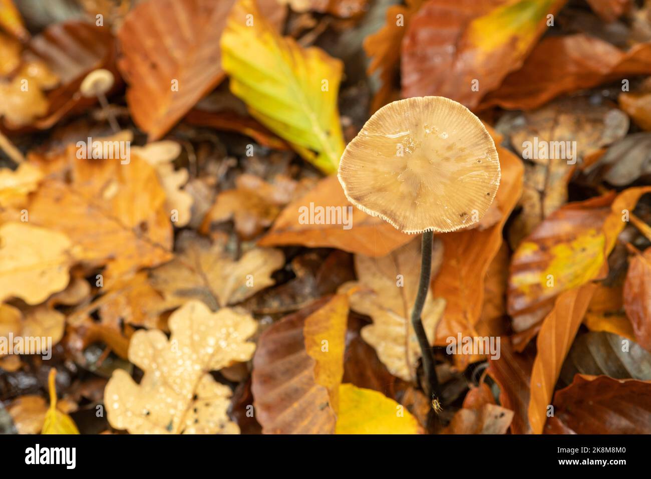 Champignon ou tabouret poussant dans les bois feuillus parmi les feuilles d'automne colorées tombées, Royaume-Uni Banque D'Images
