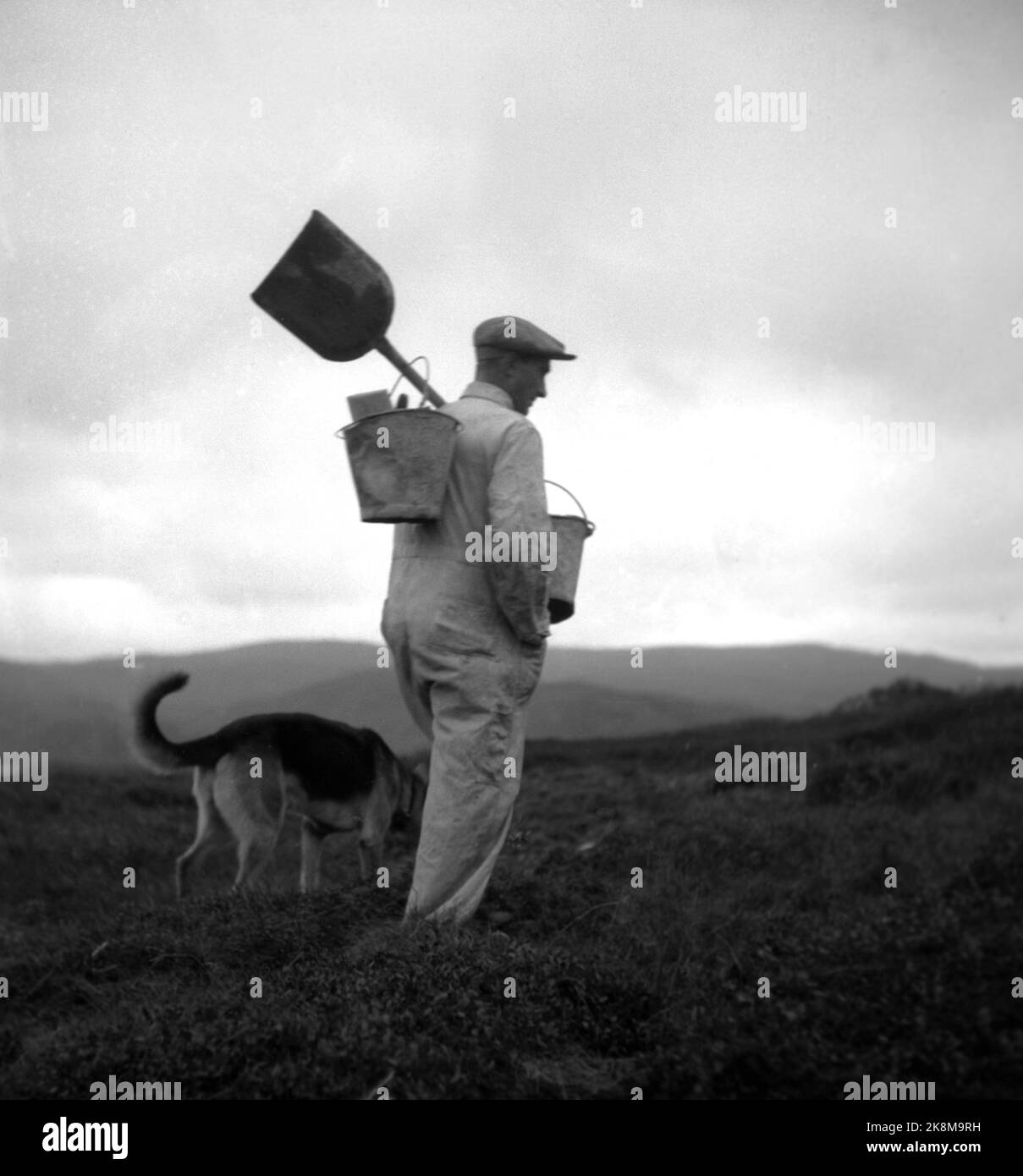 Sørøya dans le Finnmark au printemps de 1947, la plupart de la population de Sørøya était sur 15 février 1945, évacué en Écosse par British / Allied Marine, après avoir vécu dans des casernes et des grottes de montagne sur la course des Allemands. Aujourd'hui, la population de Sørøya est aux prises avec la reprise. Voici un mur sur la façon de travailler - avec la maçonnerie et div. Autres outils dans les godets. Le chien est autorisé à s'inscrire en tant qu'entreprise. Photo : Th. Scotaam / courant / NTB. Banque D'Images