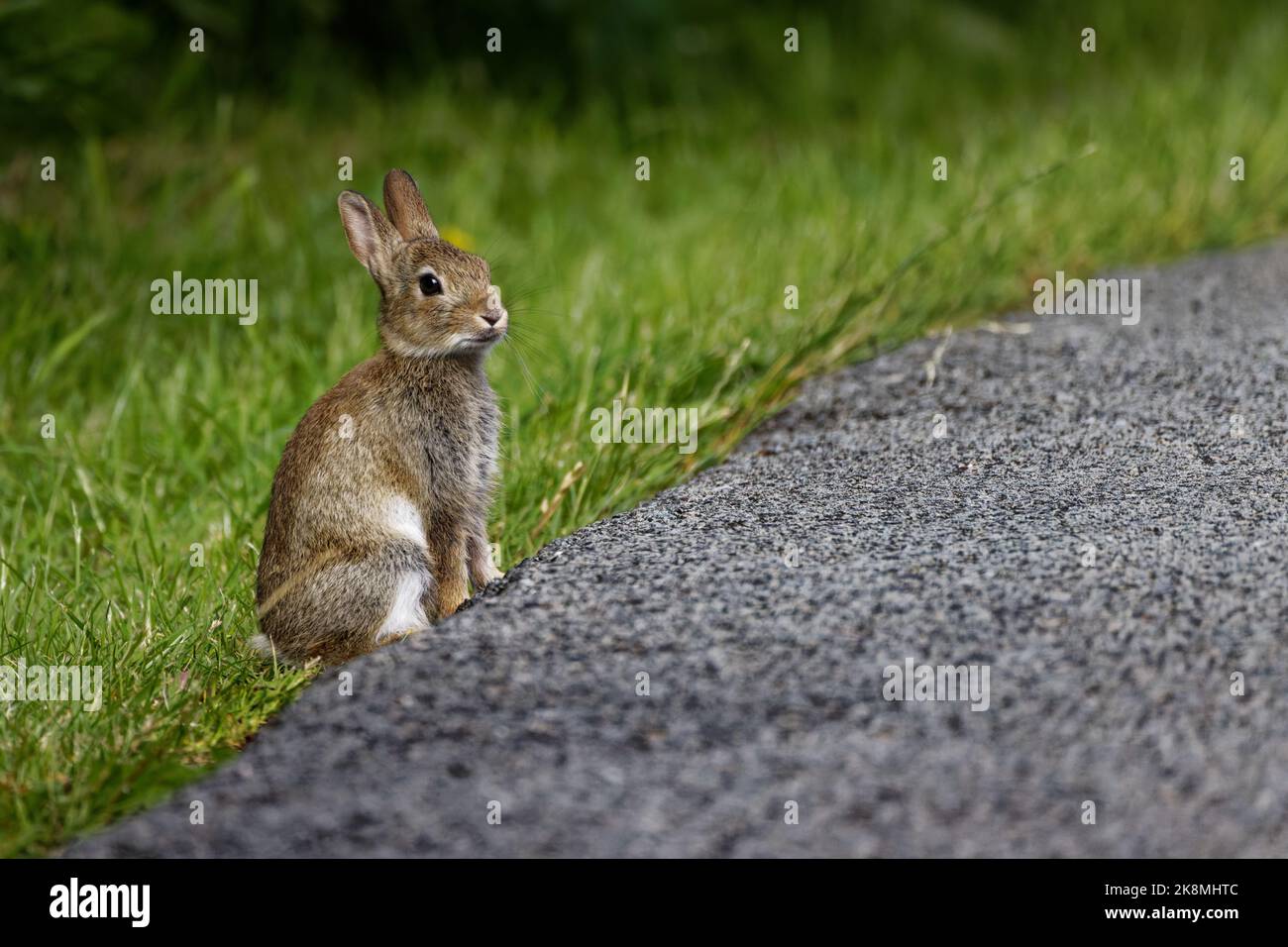 Un petit lapin sauvage assis au bord de la route Banque D'Images