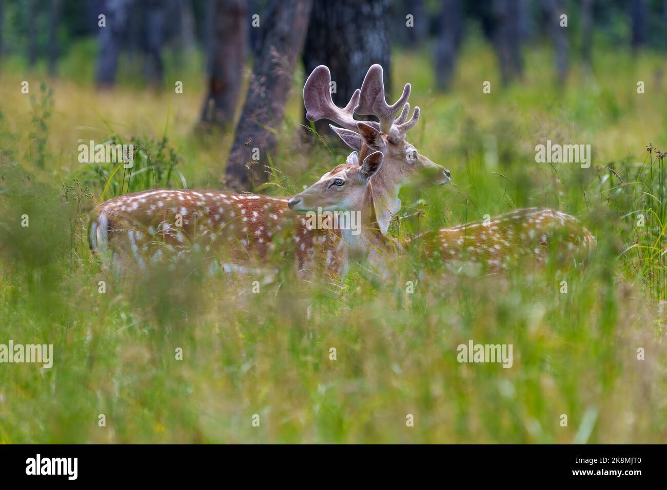 Fallow Deer profil mâle et femelle vue latérale, avec un arrière-plan flou dans la forêt dans leur environnement et habitat environnant. Deer photo Banque D'Images