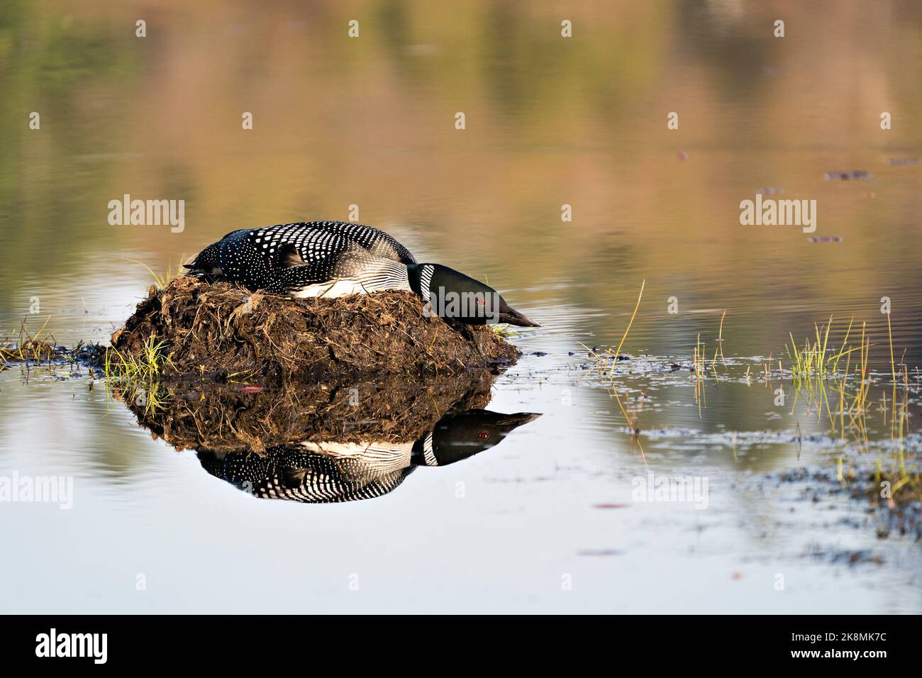 Loon nichant sur son nid avec des herbes de marais, de la boue et de l'eau au bord du lac dans son environnement et son habitat où l'on présente des yeux rouges, des plumes noires et blanches Banque D'Images Loon nichant sur son nid avec des herbes de marais, de la boue et de l'eau au bord du lac dans son environnement et son habitat où l'on présente des yeux rouges, des plumes noires et blanches Banque D'Images