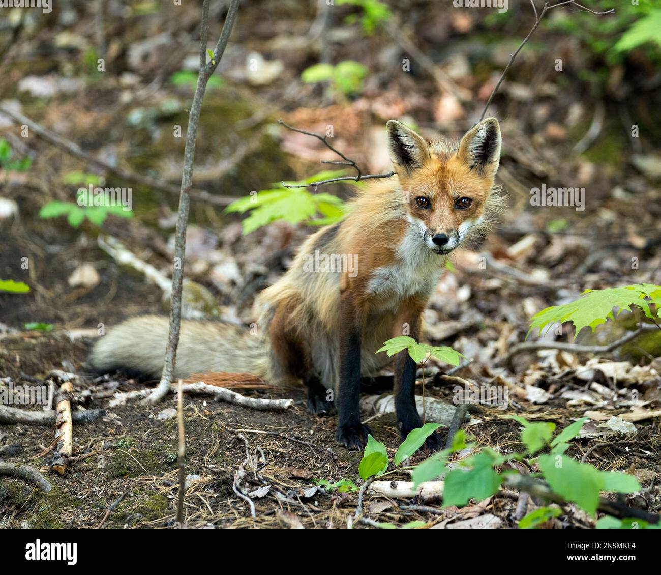 Profil de Red Fox en gros plan assis et regardant l'appareil photo avec un arrière-plan flou dans son environnement et son habitat. Image. Photo. Portrait. Fox image. Banque D'Images