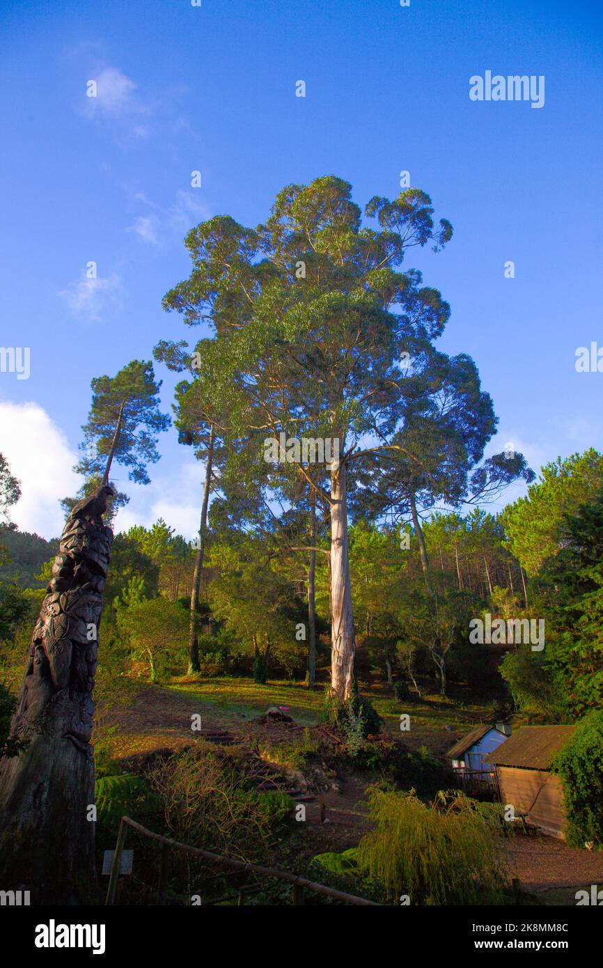Portugal, Sintra, parc Monserrate, arbre, Banque D'Images