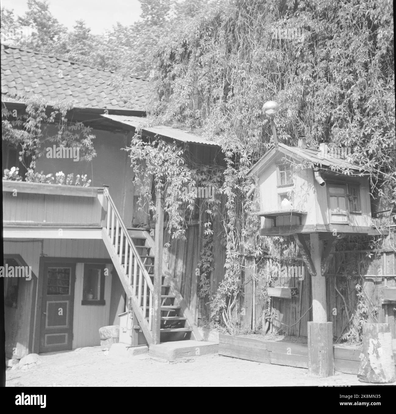 Oslo 19510609 motif de l'arrière-cour. Une boîte à oiseaux. Maisons avec escaliers et refroidissement. De grandes parties du bâtiment sont couvertes de vin sauvage. Photo: Scène / NTB / NTB Banque D'Images