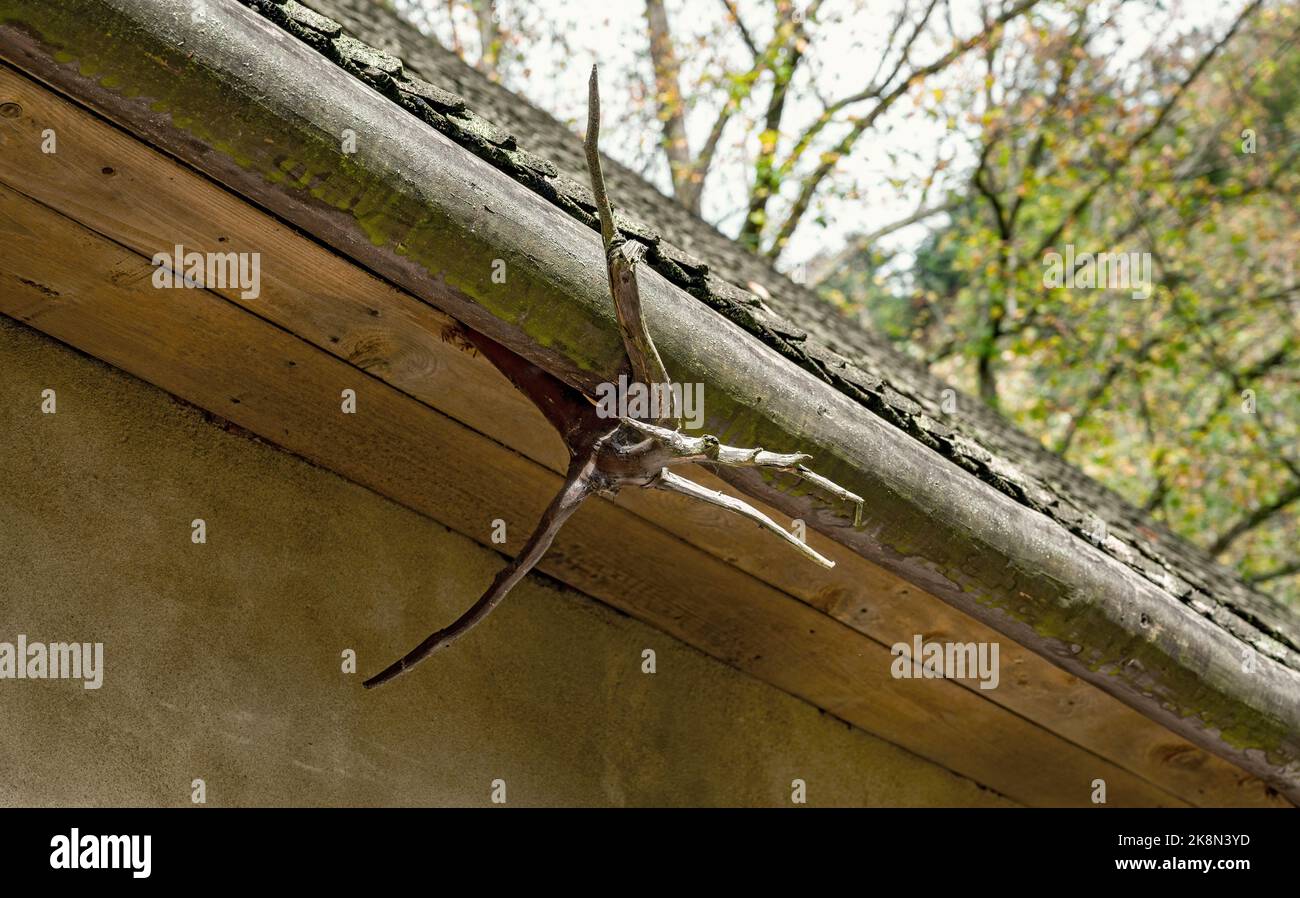 Fixation d'une gouttière de toit en bois avec des parties d'un porte-greffe en Slovaquie Banque D'Images