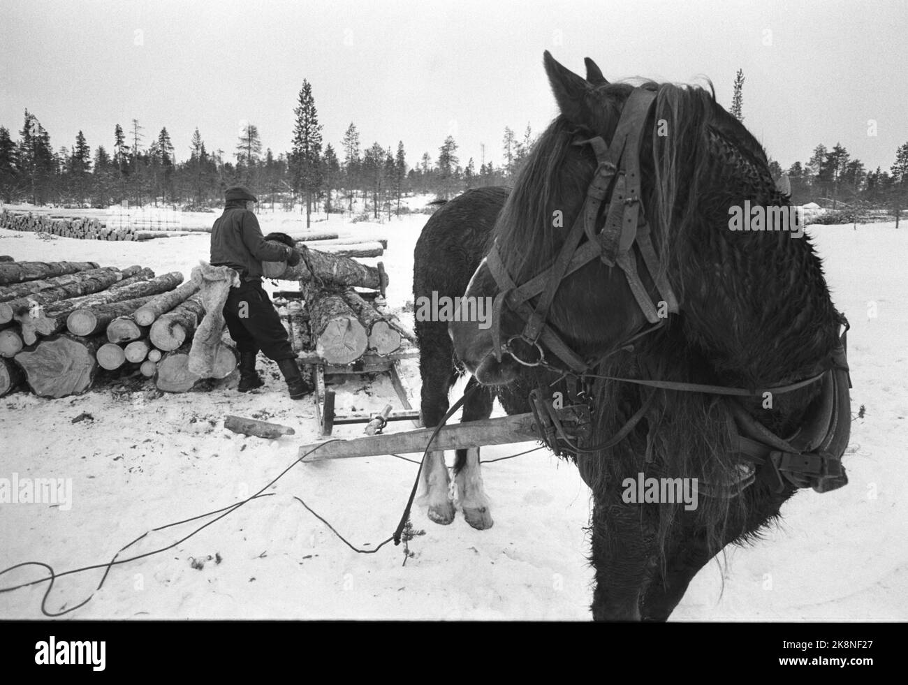 Femunden 17 février 1973. La gestion de la forêt de Femund à Engerdal est le seul public de Norvège qui a conservé les opérations de chevaux dans la forêt. Ici, Martin Langsjøen remplit le traîneau de bois avant qu'il ne soit sorti de la forêt en utilisant le cheval. Le cheval suit le travail. Le cheval utilise une peau de renne sur le dos et sous les fesses pour se protéger du froid. Les bûcherons préfèrent le cheval devant le tracteur. Le cheval ne détruit pas que beaucoup dans les bois, disent-ils. Photo: Aage Storløkken / actuel / NTB Banque D'Images