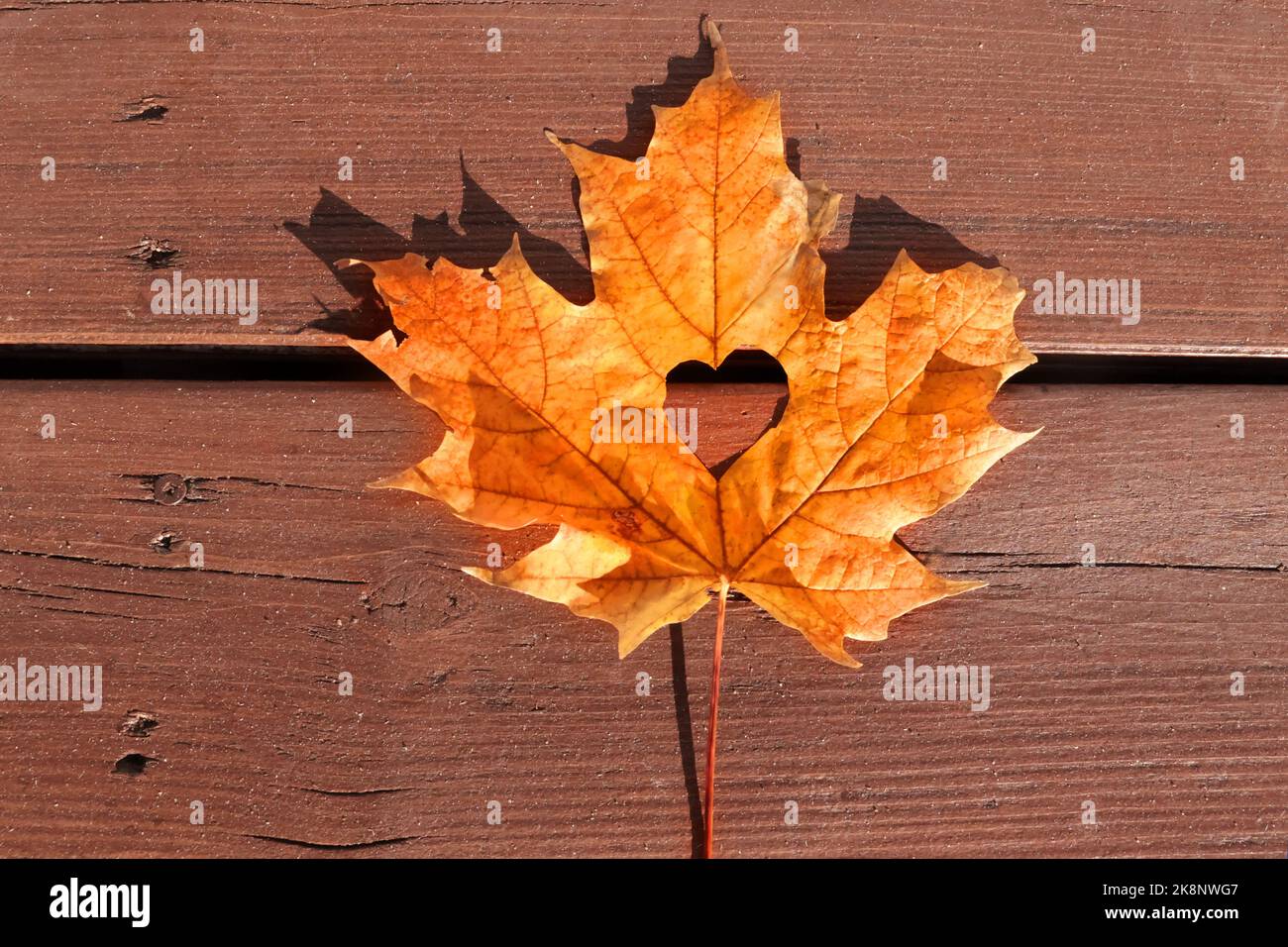 Feuilles d'automne colorées sur bois taché Banque D'Images