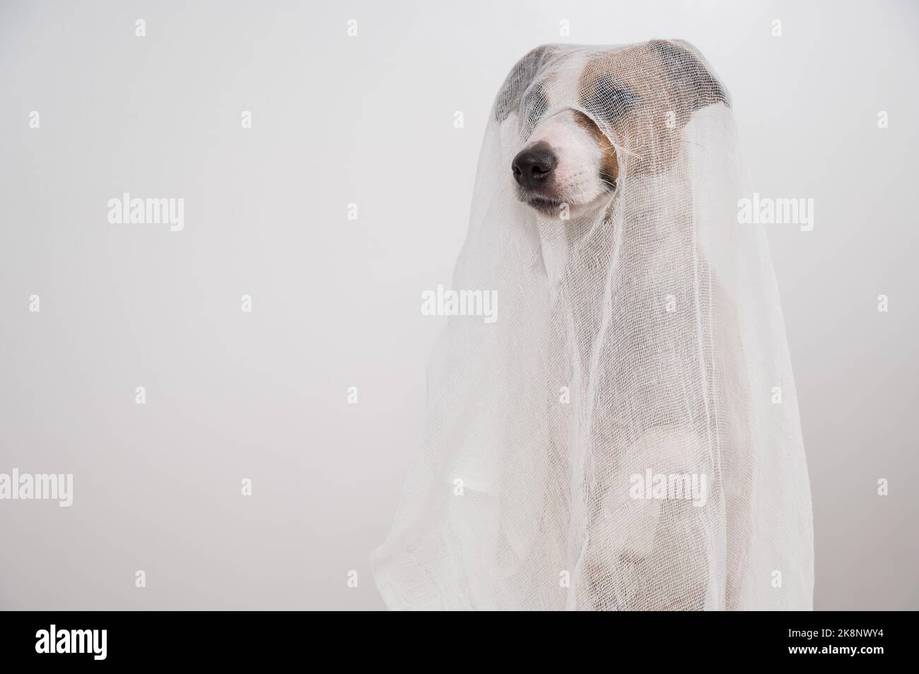 Chien Jack Russell Terrier dans un costume fantôme sur fond blanc. Banque D'Images