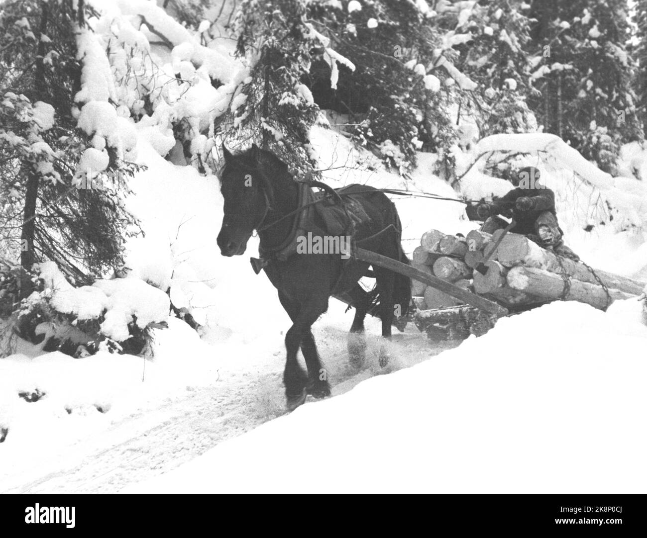 19470405. 'La monnaie et la chaleur sont recueillies à partir de la profondeur de la forêt'. La forêt est importante pour nous après la Seconde Guerre mondiale avec la reconstruction et pour obtenir la Norvège devise étrangère dont nous avons besoin pour importer toutes sortes de marchandises. Les travailleurs forestiers qui travaillent avec l'exploitation forestière ont un travail dur et fatigant. Ici, l'ouvrier forestier a fini de couper du bois et est sur son chemin à la maison avec un cheval et une charrette. Photo : Th. Courant Scotaam / NTB Banque D'Images