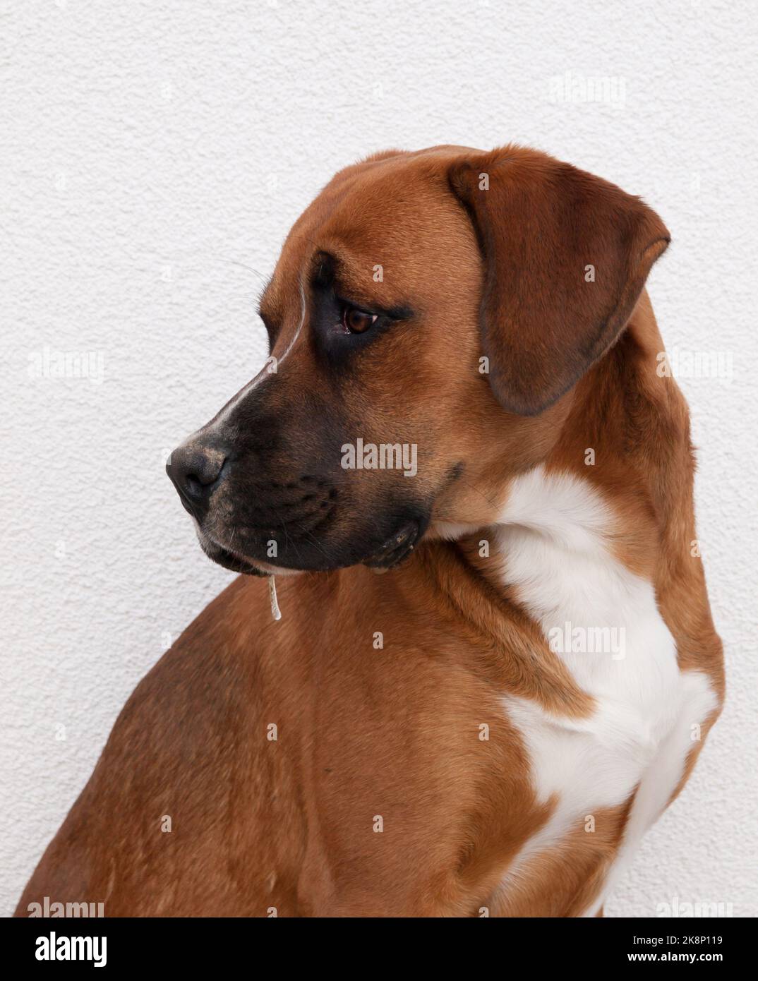 Portrait d'un jeune chien croisé Banque D'Images