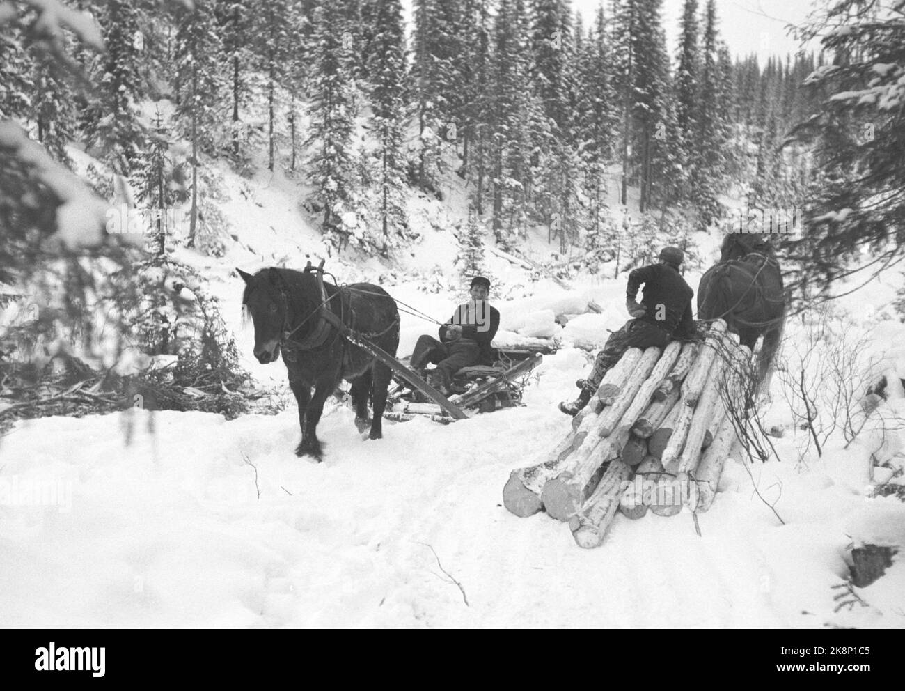 19470405. 'La monnaie et la chaleur sont recueillies à partir de la profondeur de la forêt'. La forêt est importante pour nous après la Seconde Guerre mondiale avec la reconstruction et pour obtenir la Norvège devise étrangère dont nous avons besoin pour importer toutes sortes de marchandises. Les travailleurs forestiers qui travaillent avec l'exploitation forestière ont un travail dur et fatigant. Ici, l'ouvrier forestier a fini de couper du bois et est sur son chemin à la maison avec un cheval et une charrette. Photo : Th. Courant Scotaam / NTB Banque D'Images