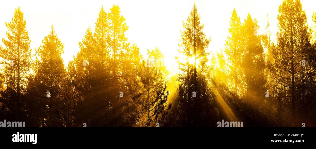 Rayons de soleil rayons de soleil se diffusant à travers les pins dans la forêt avec de la buée chaleur matinale du brouillard Banque D'Images
