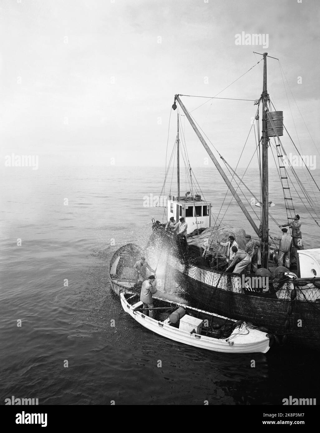 Norvège occidentale 19540821. Le grand feu de l'été dans l'ouest de la Norvège. La grande prise avec un sac à main est une nouvelle pêche. En excursion avec le bateau de pêche 'Kvalholm'. Un des bateaux de pêche obtient une petite prise. Størja proteste férocement quand les pêcheurs tentent de se mettre à la sangle autour de la propagation sur elle pour la tirer à bord. La barrière de mer se dresse comme une fontaine. Pêcheurs. Størje. Photo: Sverre A. Børretzen / actuel / NTB Banque D'Images