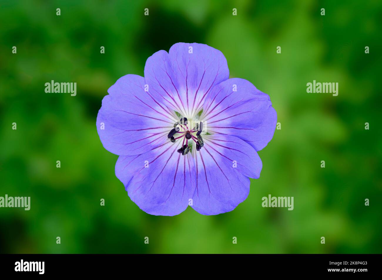 Gros plan de Geranium Rozanne, Gerwat Banque D'Images