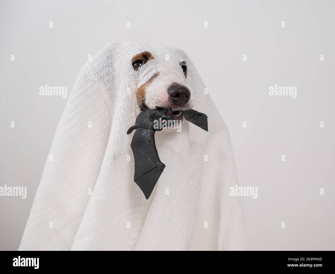 Jack Russell Terrier dans un costume fantôme tenant une batte sur un fond blanc. Banque D'Images