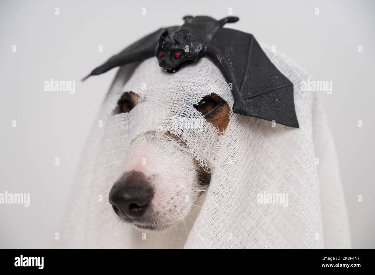Chien Jack Russell Terrier dans un costume fantôme avec une batte sur sa tête sur un fond blanc. Banque D'Images