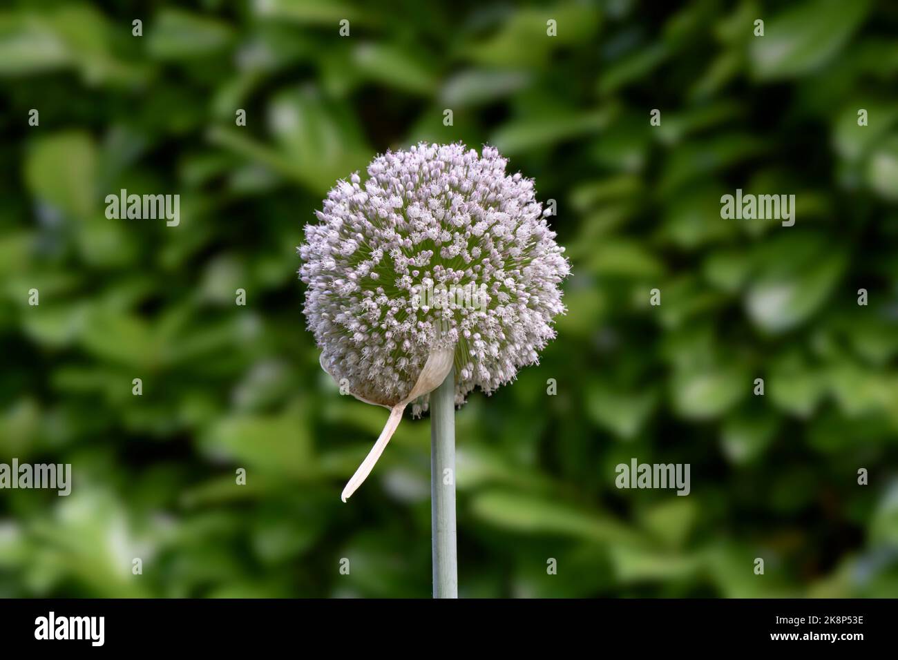 Vue rapprochée d'une tête de fleur de poireau, Allium ampelloprasum (Allium porrum) Banque D'Images