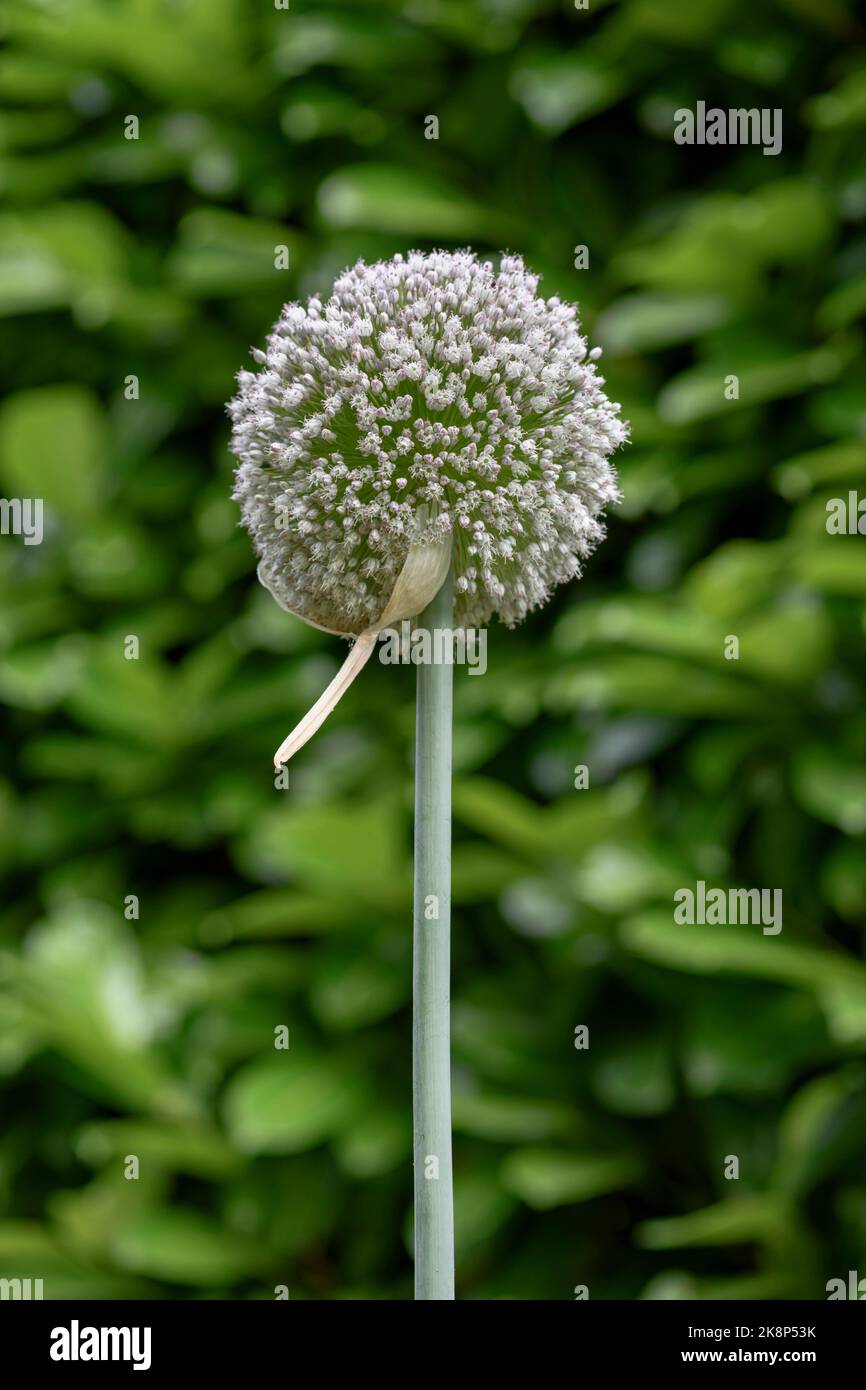 Vue rapprochée d'une tête de fleur de poireau, Allium ampelloprasum (Allium porrum) Banque D'Images