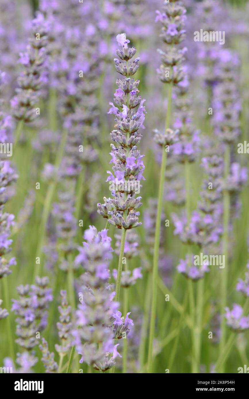 Gros plan de fleurs de lavande violettes (Lavandula angustifolia, lavande anglaise) Banque D'Images