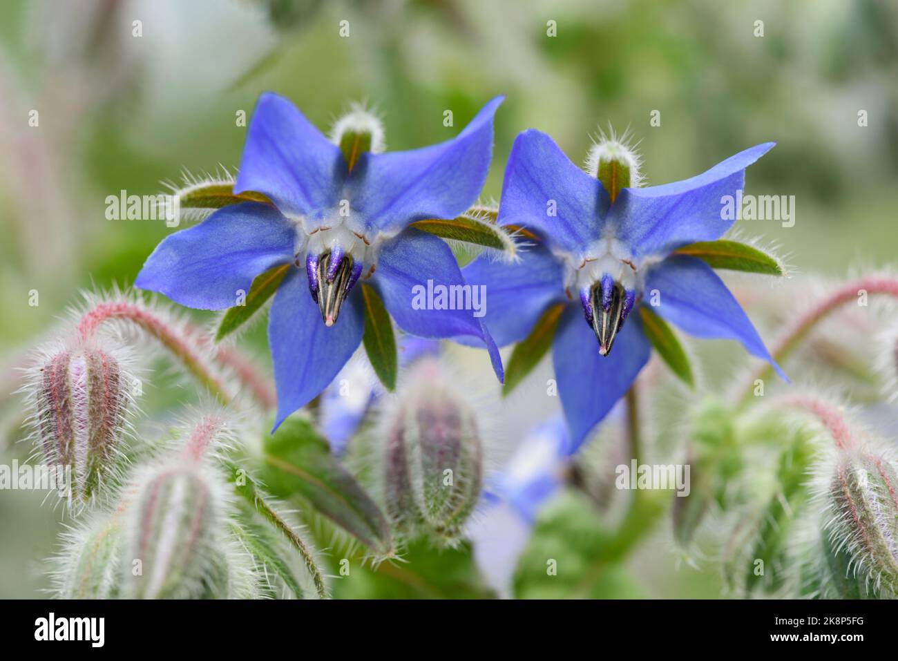 Gros plan de fleurs de borage bleu en forme d'étoile, Borago officinalis, également connu sous le nom d'étoiles de fleurs Banque D'Images