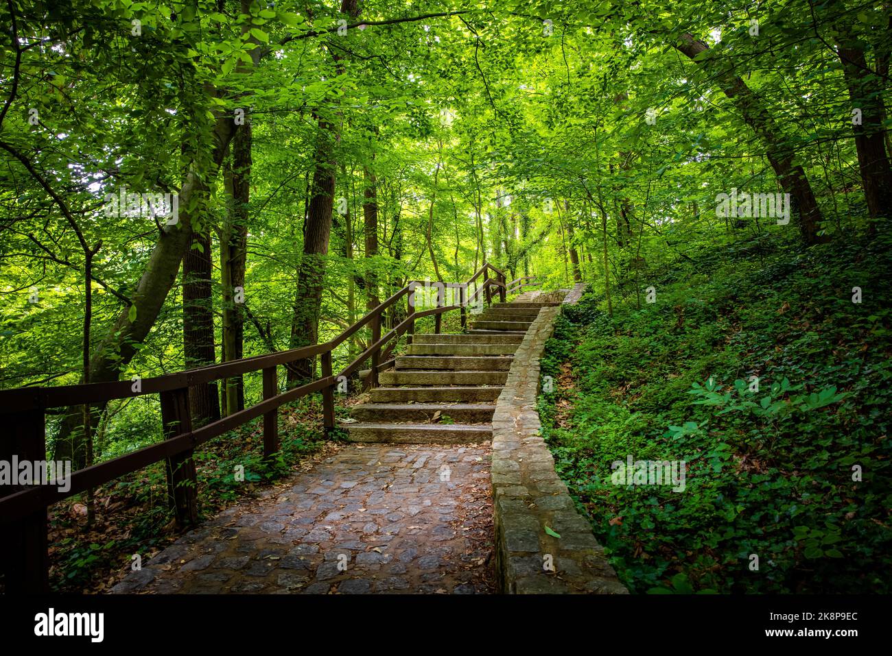 Une photo de paysage d'un escalier en pierre dans le parc verdoyant à la lumière du jour Banque D'Images