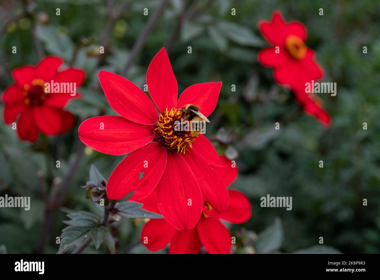 abeille bumble à queue buff collectant le pollen de la tête de fleur rouge vif dahlia Banque D'Images