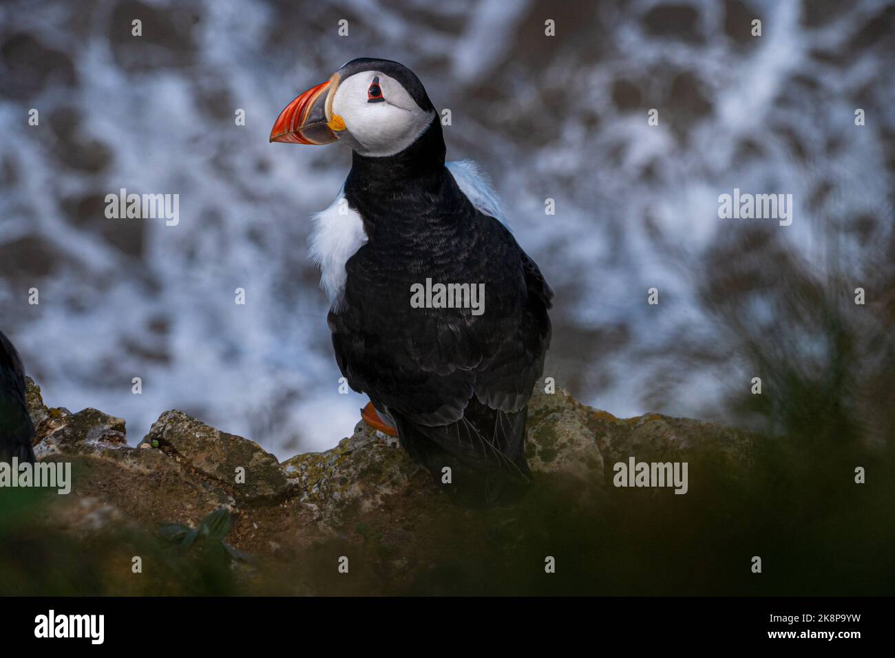 Puffin nichant et perché sur une falaise, sur la côte sauvage du Royaume-Uni, vue d'en haut, en regardant vers le bas une vue portrait montrant des plumes noires et blanches et de l'orange Banque D'Images