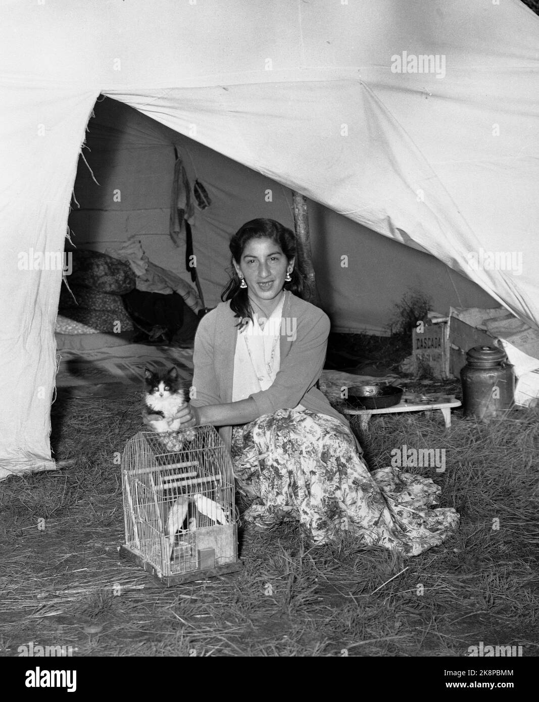 Hokksund 19590709 jeune tzigane appartenant à un groupe de tziganes / Roumains à Hokksund. La femme est assise dans l'ouverture de tente avec cage d'oiseau et Cat.foto: Knoblauch / NTB / NTB Banque D'Images