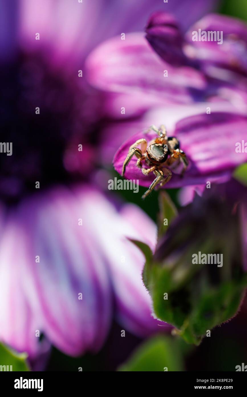 Un cliché peu profond de deux araignées de crabe qui se mettent en contact avec des pétales de fleurs violettes dans le jardin avec un arrière-plan flou Banque D'Images