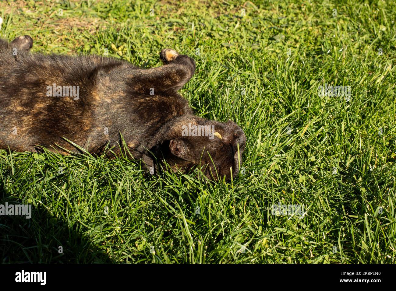 Chat se détendant sur son dos sur la pelouse de gren.Sunny automne jour. Photo de haute qualité Banque D'Images