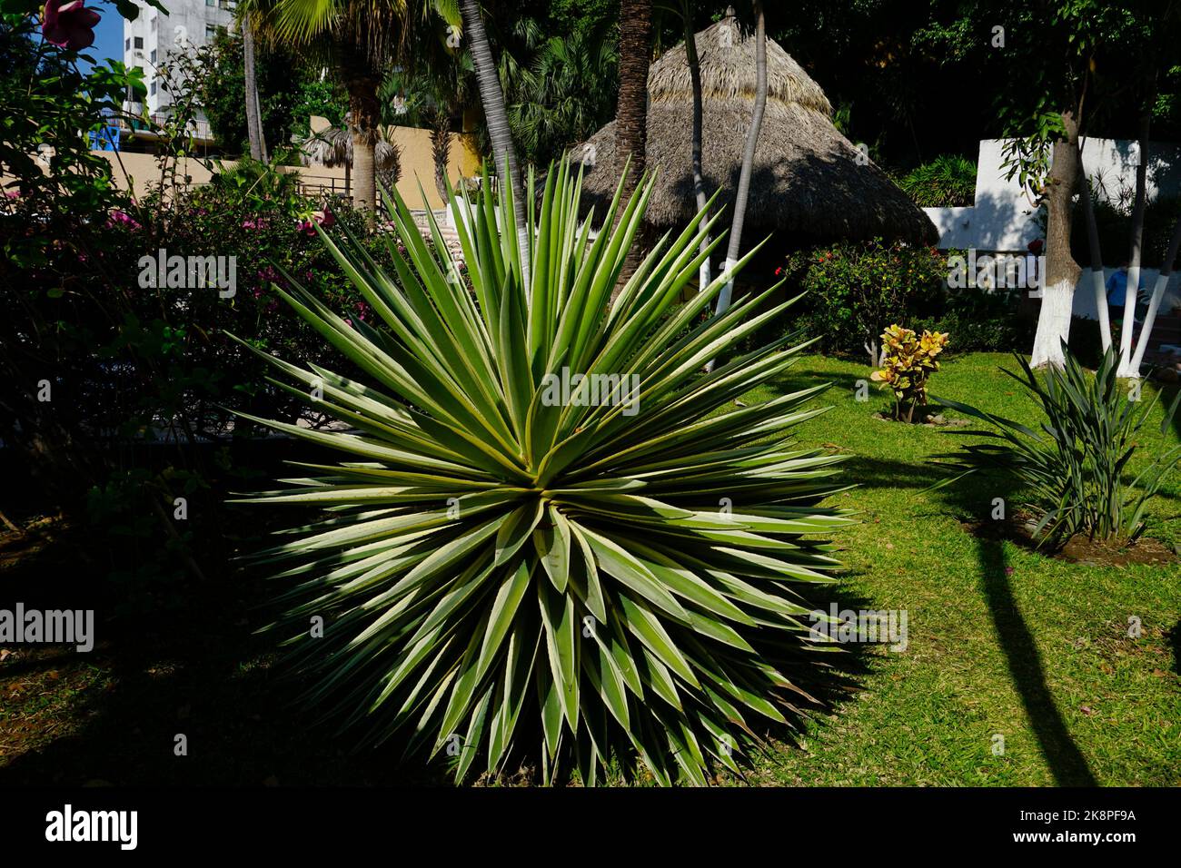 Dagger espagnol 'Variegata'. Cultivar de Yucca gloriosa, Acapulco, Mexique. Banque D'Images