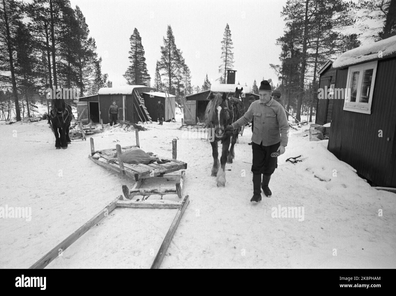 Femunden 17 février 1973. La gestion de la forêt de Femund à Engerdal est le seul public de Norvège qui a conservé les opérations de chevaux dans la forêt. Ici, le cheval est attaché au traîneau qui transporte le bois hors de la forêt. Image 1 de 4. Les bûcherons préfèrent le cheval devant le tracteur. Le cheval ne détruit pas que beaucoup dans les bois, disent-ils. Photo: Aage Storløkken / actuel / NTB Banque D'Images