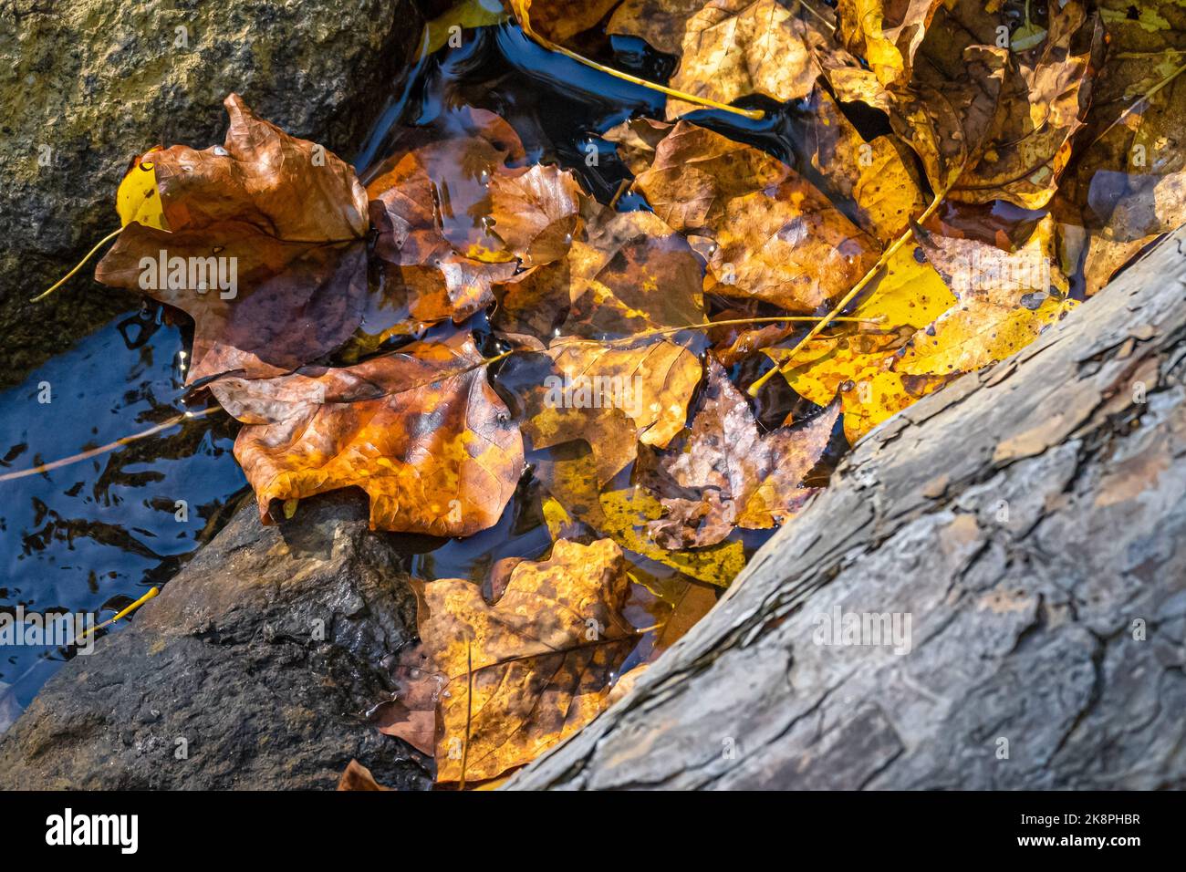 Feuilles d'automne tombées dans le ruisseau Toccoa, juste en dessous des chutes Toccoa à Toccoa, Géorgie. (ÉTATS-UNIS) Banque D'Images